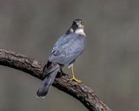 Sparrowhawk (m)