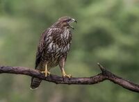 Buzzard