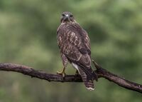 Buzzard