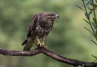 Buzzard