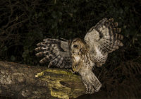 Tawny-Owl