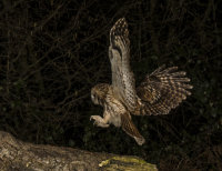 Tawny-Owl