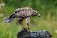 Buzzard