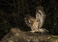 Tawny-Owl