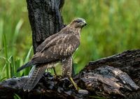 Buzzard