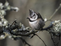 Crested-Tit