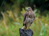 Buzzard