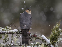 Sparrowhawk (m)