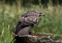 Buzzard