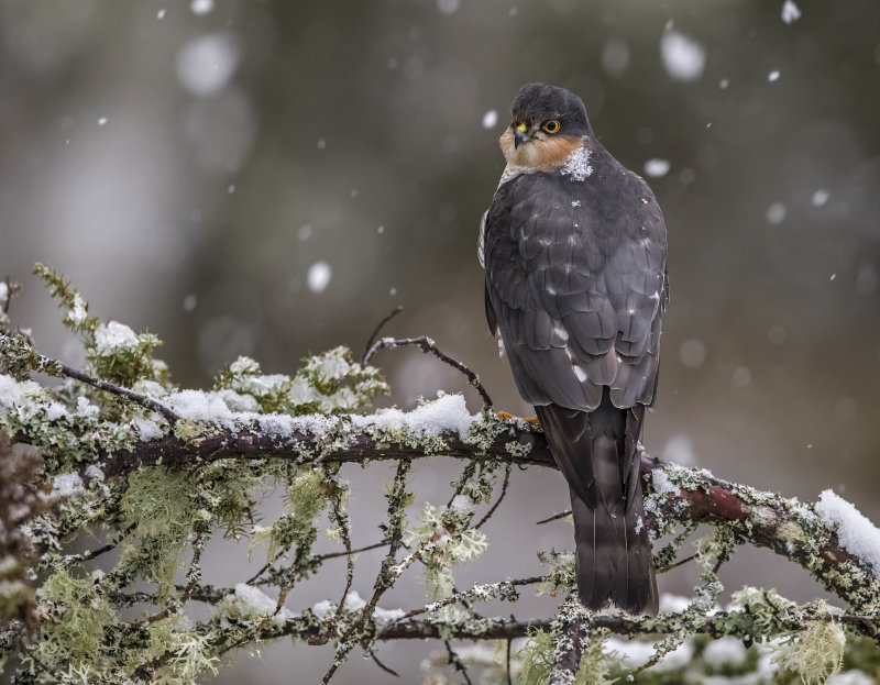 Sparrowhawk (m)