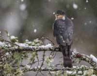 Sparrowhawk (m)