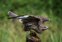 Buzzard