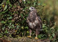 Buzzard