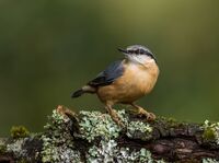 Nuthatch