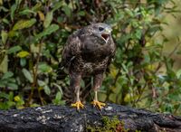 Buzzard