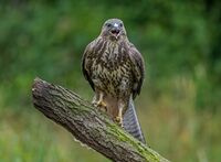 Buzzard