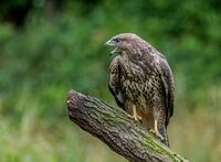 Buzzard