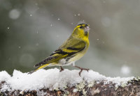 Siskin (m)