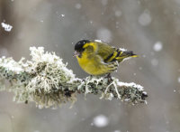 Siskin (m)