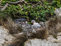 Peregrines