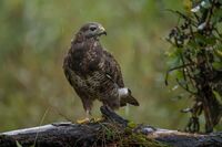 Buzzard