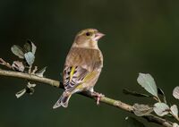 Greenfinch (f)
