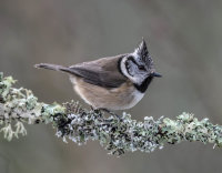 Crested-Tit