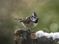Crested-Tit