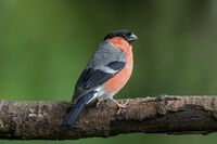 Bullfinch (m)