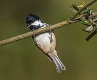 Coal-Tit