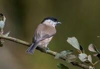 Marsh-Tit
