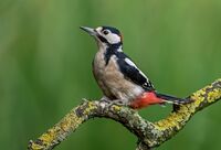 Great-spotted-Woodpecker (m)