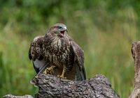 Buzzard