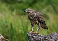 Buzzard