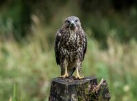 Buzzard