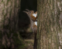 Red-Squirrel