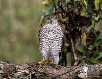 Sparrowhawk (f)