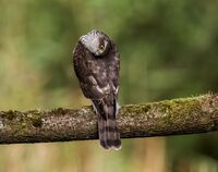 Sparrowhawk (f)