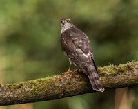 Sparrowhawk (f)