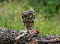 Buzzard