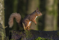 Red-Squirrel
