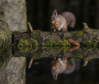 Red-Squirrel