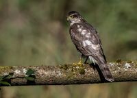 Sparrowhawk (f)