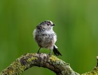 Long-tailed-Tit
