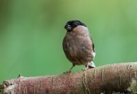 Bullfinch (f)