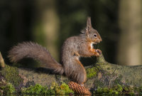 Red-Squirrel