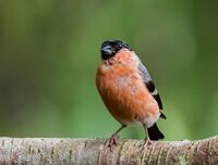 Bullfinch (m)