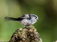Long-tailed-Tit