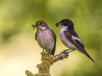 Pied-Flycatchers