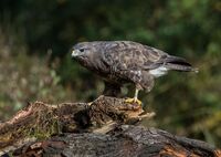 Buzzard